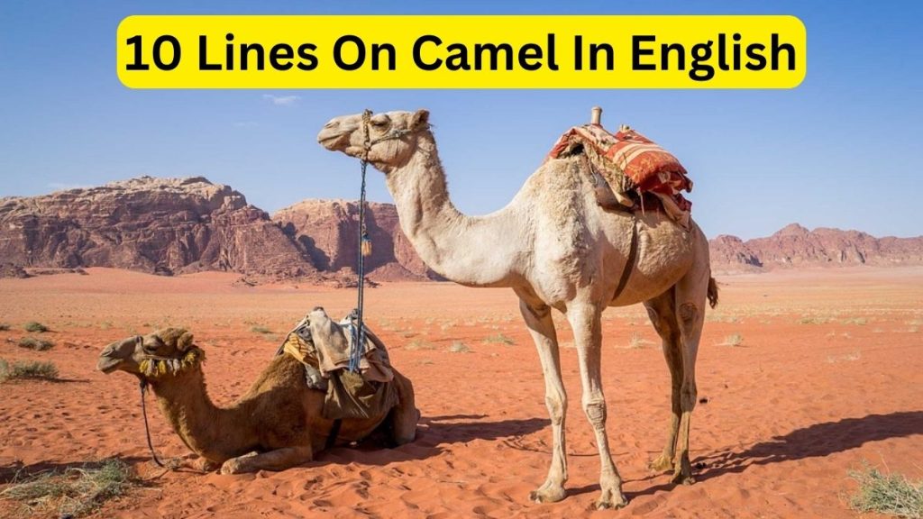 Essay On Camel For Students
