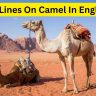 10 Lines On Camel In English