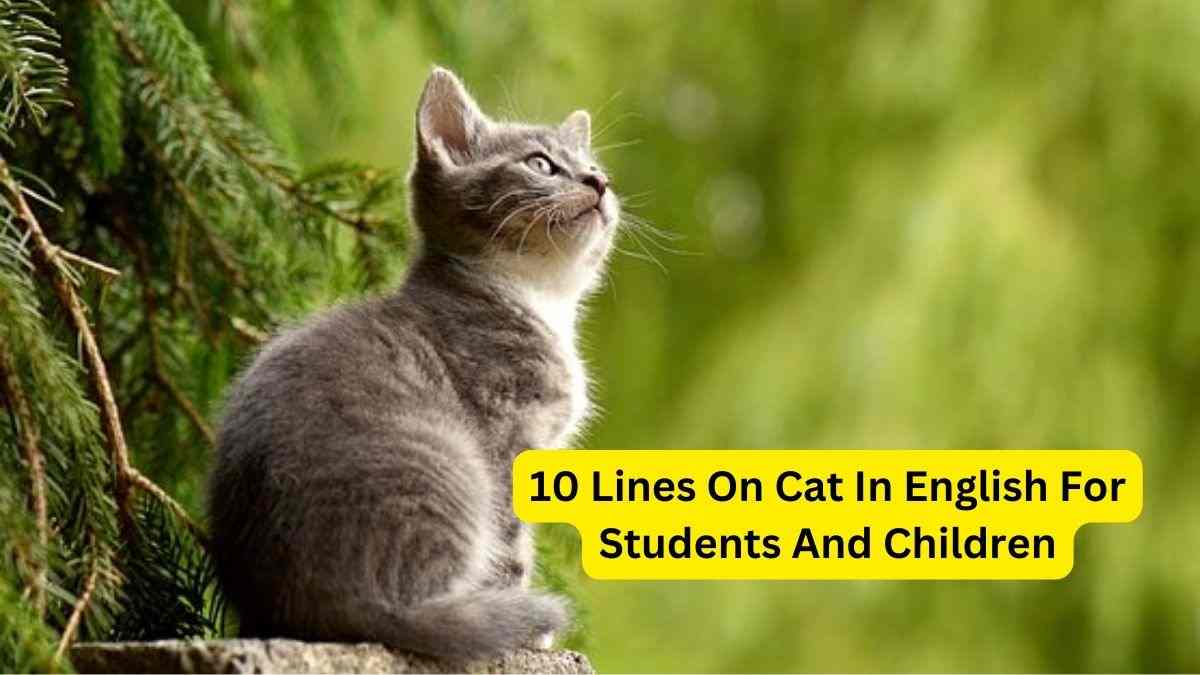 10 Lines On Cat In English For Students And Children